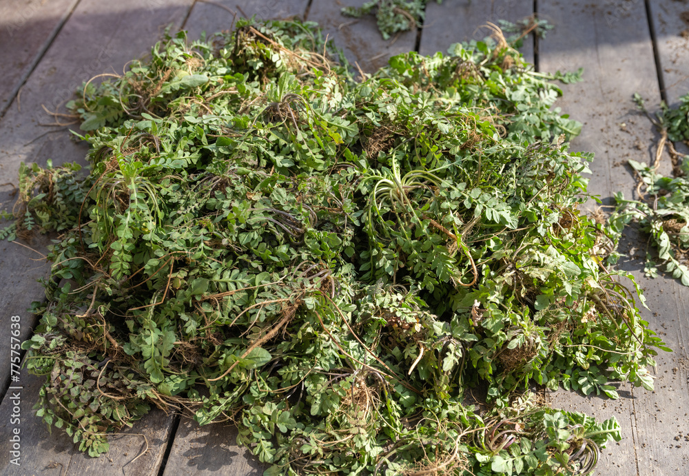Spring greens, shepherd's purse, collected Spring greens, shepherd's purse, collected