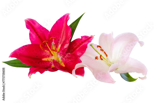 Two wonderful white and red Lilies isolated on white background, including clipping path.