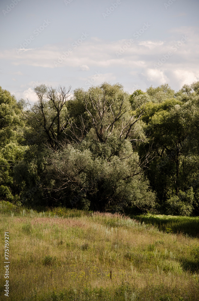 Obraz premium Summer landscape with green trees and meadow in the foreground on a sunny day
