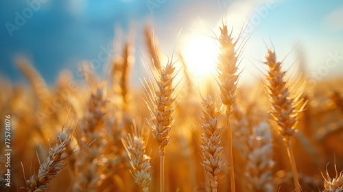 Wheat field poster with copy space