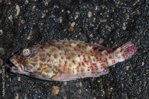 Makapuʻu Beach Park Honolulu Oahu Hawaii. Cirrhitus pinnulatus, the stocky hawkfish, whitespotted hawkfish or marbled hawkfish, is a species of marine ray-finned fish, family Cirrhitidae. photo