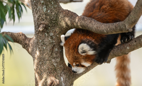 木の上のレッサーパンダ