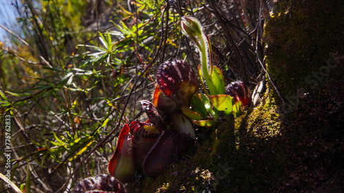 Albany pitcher plant (Cephalotus follicularis) in backlight, in natural habitat, Western Australia photo
