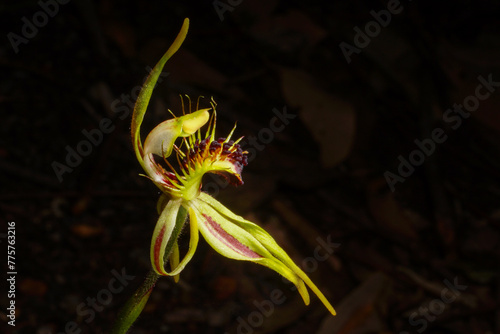 Flower of the club-lipped spider orchid (Caladenia corynephora), an endemic orchid species, Southwest Western Australia photo