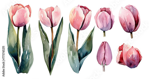 Watercolor style, tulip element collection, pink tones, transparent background. #775765211
