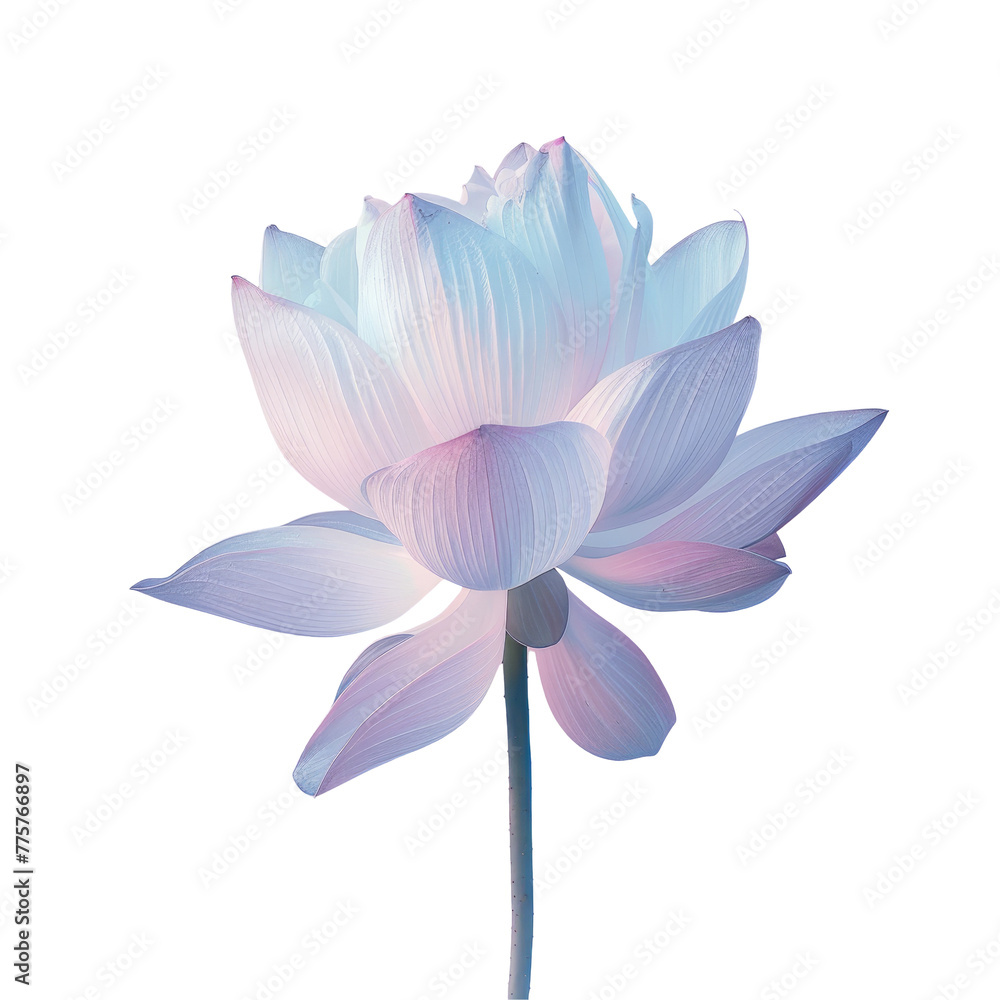 A close up of a pink flower on a Transparent Background