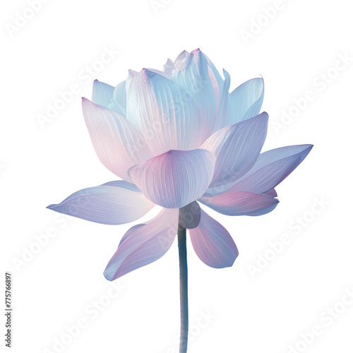 A close up of a pink flower on a Transparent Background