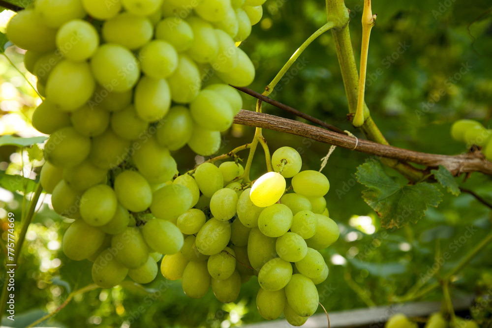 Bunch of green grapes in the garden. Bunch of green grapes in the garden.