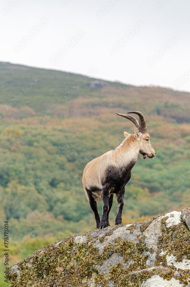 wild mountain goat in the Parque Nacional da Peneda-Geres. Portugal. Capra Pyrenaica