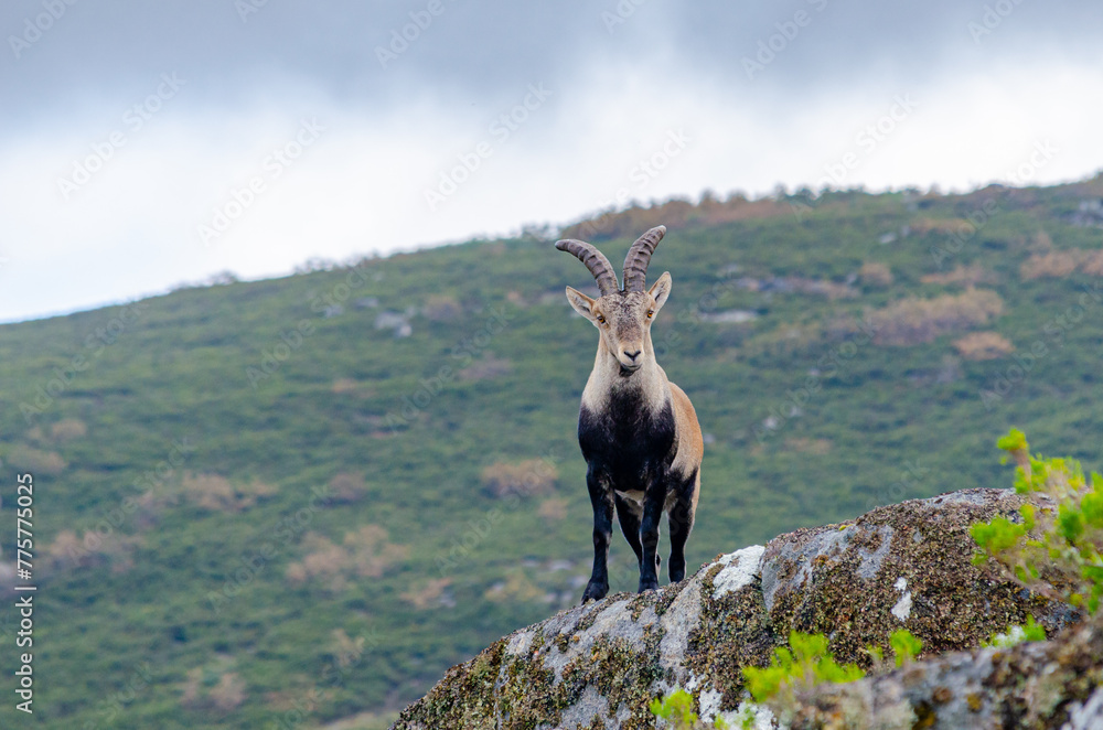 Mountain goat with large horns