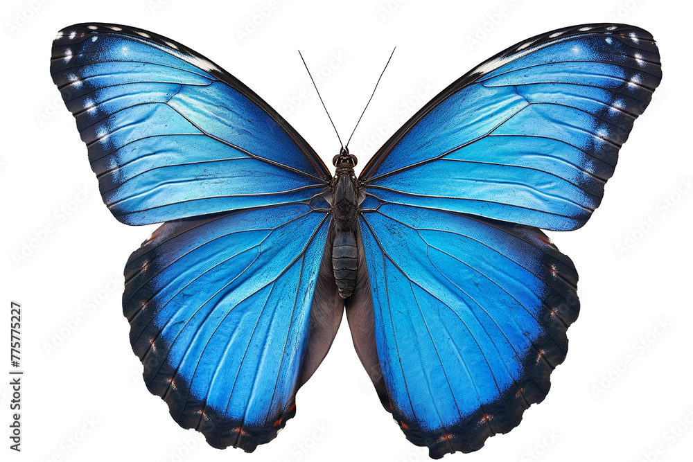Obraz premium Blue Black Butterfly in close up and detailed with transparent background