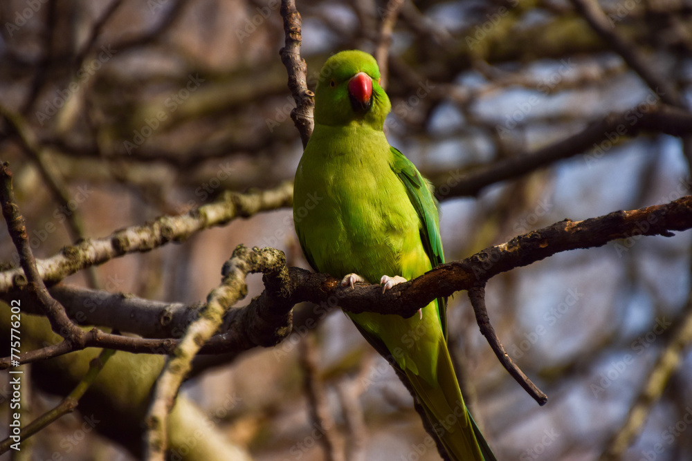 Ring-necked parakeet, also known as a rose-ringed parakeet, on a tree branch in London, UK Ring-necked parakeet, also known as a rose-ringed parakeet, on a tree branch in London, UK