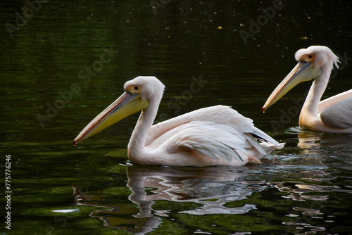 A great white pelican  Latin  Pelecanus onocrotalus   also known as eastern white pelican  swims in a lake.