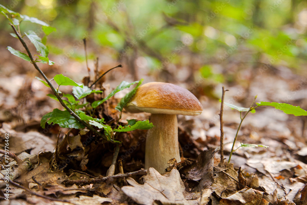 Single Boletus mushroom in the wild. Porcini mushroom grows on the forest floor at autumn season..