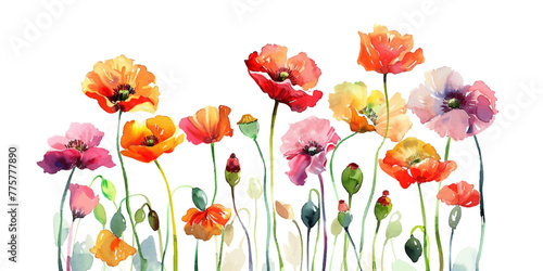 Watercolor illustration of colorful poppies on a white background
