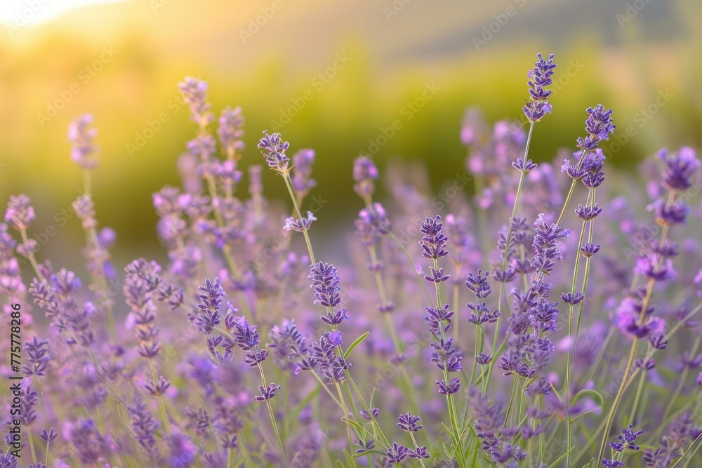 Obraz premium Picturesque Lavender field near house. Nature france sky. Generate Ai