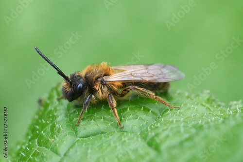 Closeup on a male Chocolate mining bee, Andrena scotica sitting in green vegetation