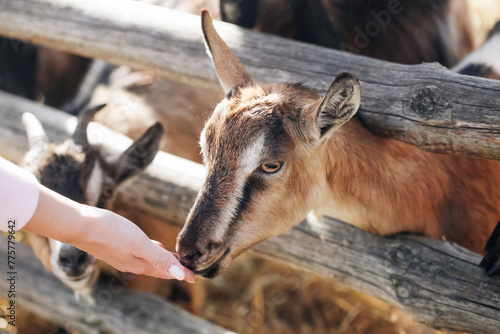 Portrait of a goat on farm. Wooden fence animal farm. Goat closeup head. Sunny day rural wildlife. Face of cute animal. Female hand feeding animal. Girl giving food to goat.