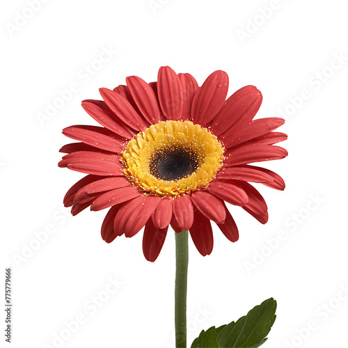 Gerbera Daisy Flower in PNG format with transparent background