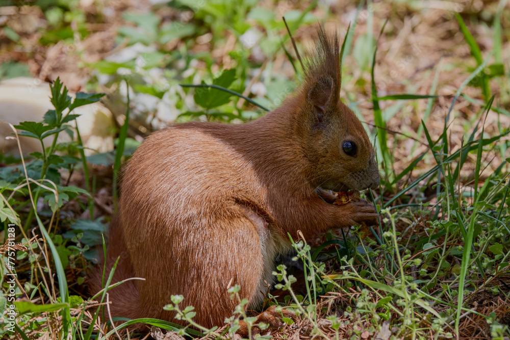 a beautiful squirrel on a spring day eating a nut. a beautiful squirrel on a spring day eating a nut.
