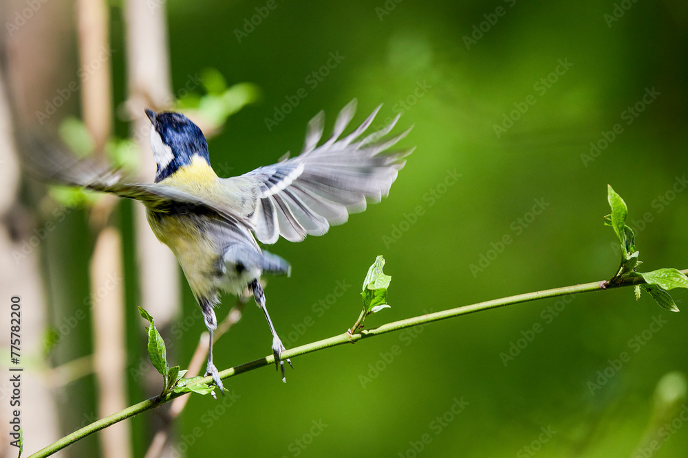 Obraz premium (Parus major) standing on a tree branch on a sunny spring day