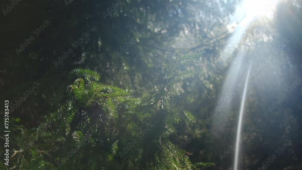 Beautiful sunshine through green spruce branches at spring time. Nature, seasons, environment and eco tourism concept. Soft warm sunny light. Idyllic scene Beautiful sunshine through green spruce branches at spring time. Nature, seasons, environment and eco tourism concept. Soft warm sunny light. Idyllic scene