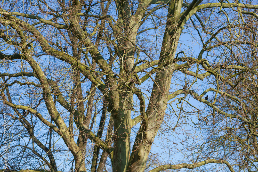 Kahler Baum mit Ästen im Winter Kahler Baum mit Ästen im Winter