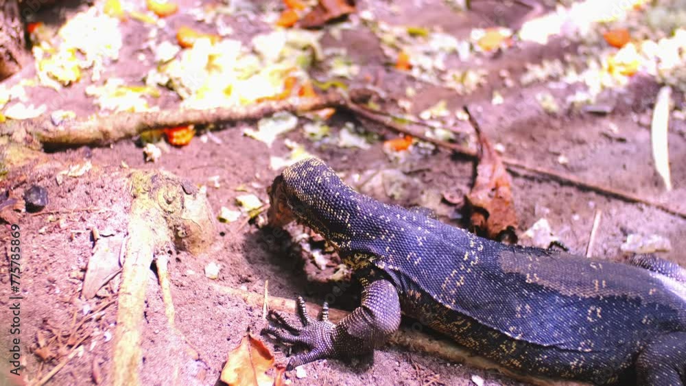 The monitor lizard sits and eats under the trees and sticks out its