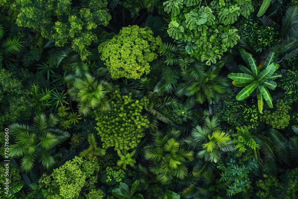 Dense, vibrant green foliage of a tropical rainforest captured from an aerial perspective