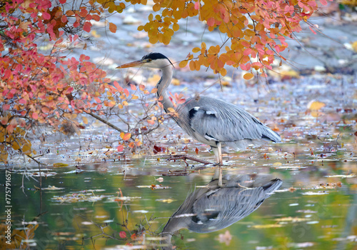 Un heron dans les couleurs de l'automne