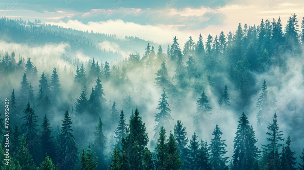Fototapeta In the  morning, a thick fog shrouds the mountain scenery, wrapping around the coniferous trees