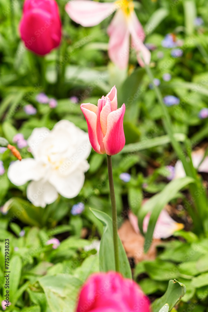 Tulip growing in the garden in a flower meadow during spring. Tulip growing in the garden in a flower meadow during spring.