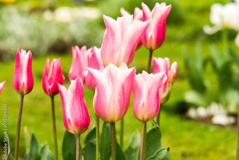 Fototapeta premium Tulips growing in the garden during spring.