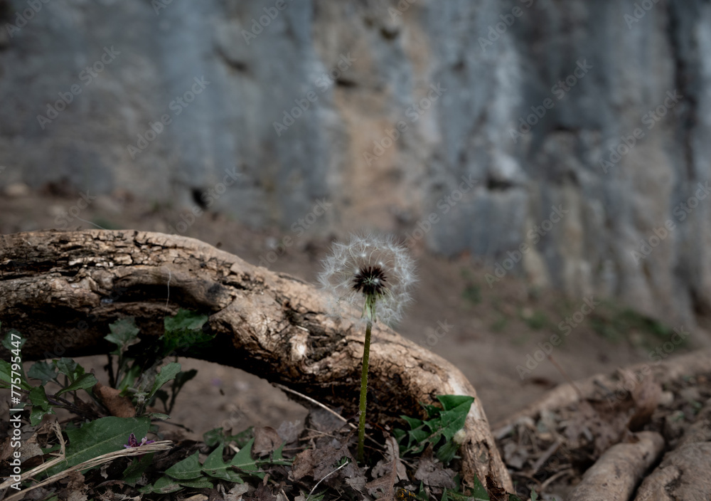 Obraz premium Meadow