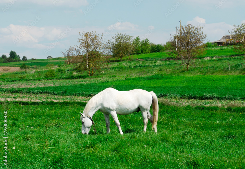 Beautiful shiny white horse in a green field. Beautiful shiny white horse in a green field.