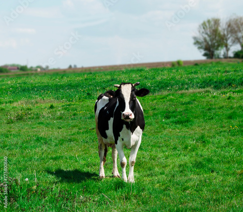 Black and white cow on green meadow in sunny spring day.