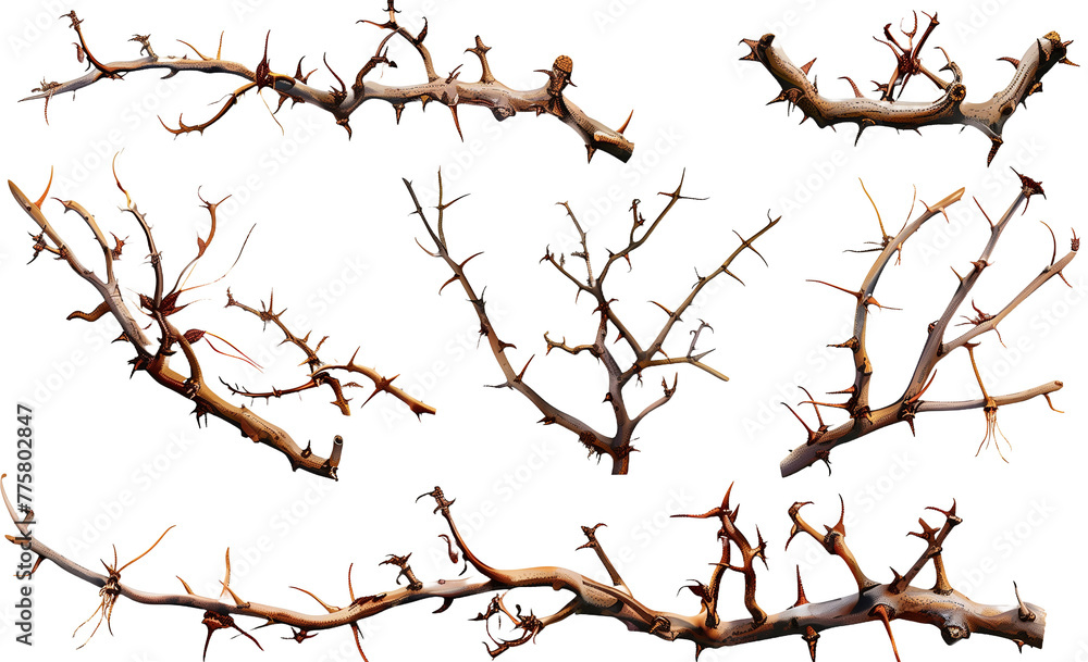 Set of thorny tree branches in different positions, realistic, 3D
Set of thorny tree branches in different positions, realistic, 3D