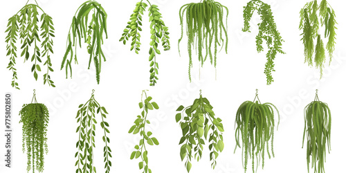 A set of weeping willow hanging plants in different positions, realistic, 3D