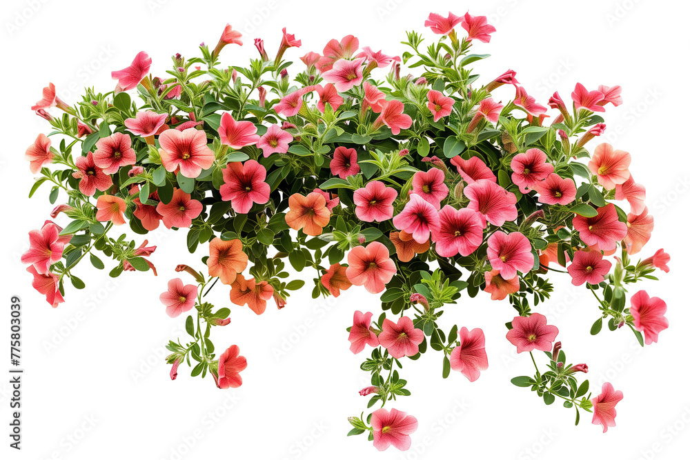 surfinia, petunia, pink petunias, beautiful greenery, on white background, realistic, bushes for garden, trees for fence, realistic, 3D