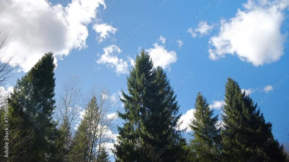 Amazing beautiful forest on background blue sky and white clouds. Afforestation and woods concept. Fresh young green spruce branches at warm spring day Amazing beautiful forest on background blue sky and white clouds. Afforestation and woods concept. Fresh young green spruce branches at warm spring day