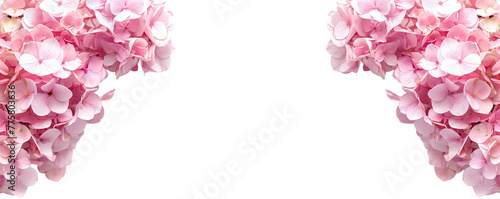 Beautiful Pink hydrangea flowers isolated on white background transparent , realistic, 3D
