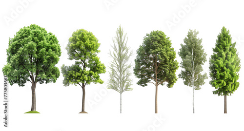 Realistic image  illustration of several different trees  beautiful green spaces isolated on a transparent background  realistic  3D