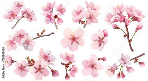 Set of vector illustrations of pink cherry blossom floristics, 3D © Transparent PNG