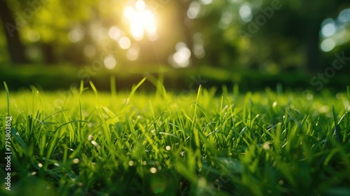 Dew on fresh green grass at sunrise. Macro photography with nature and freshness concept
