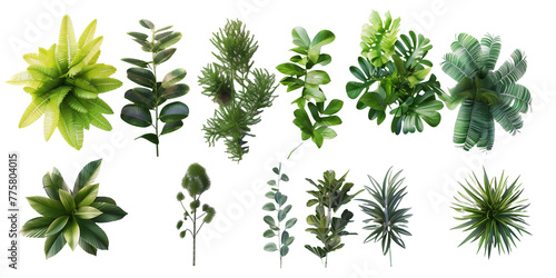Set of plant, fern, monstera,  leaf, green, isolated on transparent background, in different positions, realistic photo