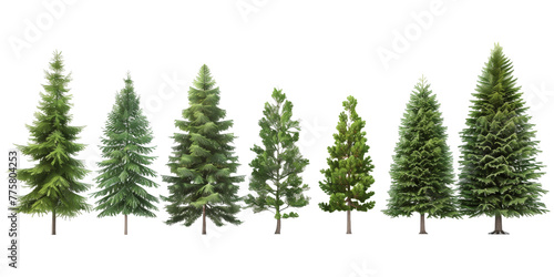 Set of fir, forest, pine, isolated on white, in different positions, realistic, 3D © Transparent PNG