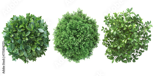 Set of green bush, bush, top view isolated on white, in different positions, realistic, 3D
 photo