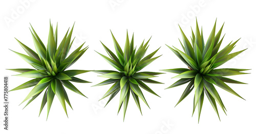 Set Heneken, Agave fourcroydes, aloe, nature, isolated on white, in different positions, realistic, 3D
 photo