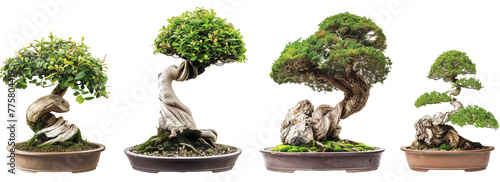 Set bonsai tree, green tree , nature, isolated on white, in different positions, realistic, 3D

