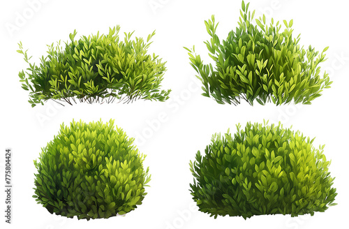 Set bush, green bush, nature, isolated on white, in different positions, realistic, 3D
 photo
